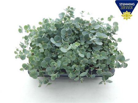 arr8 Sedum Sieboldii