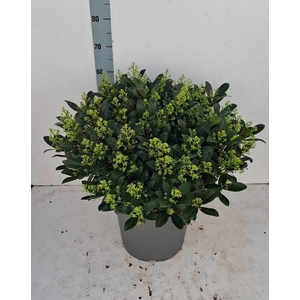 Finchy 35cm 75+ bloem
