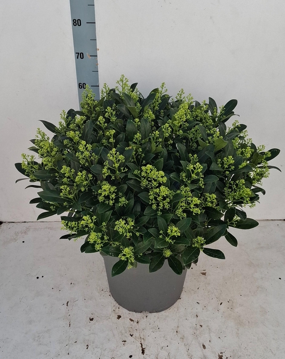 <h4>Finchy 35cm 75+ bloem</h4>
