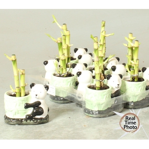 DRA LUCKY BAMBOO