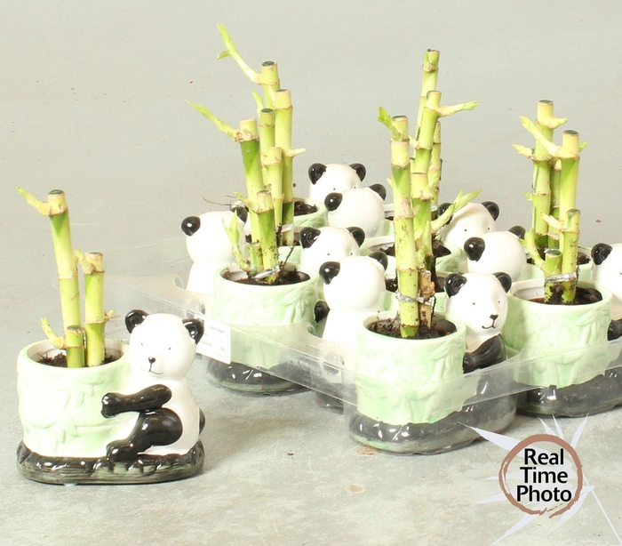 <h4>DRA LUCKY BAMBOO</h4>