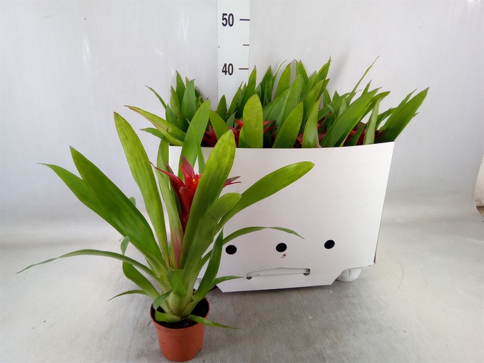 Guzmania  'Sky'