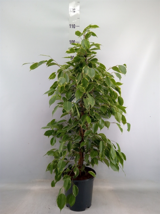 <h4>Ficus benja. 'Golden King'</h4>