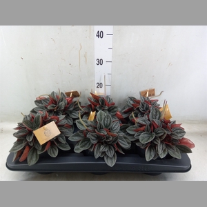 Peperomia caperata 'Santorini'