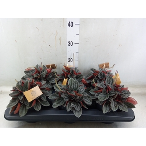 Peperomia caperata 'Santorini'