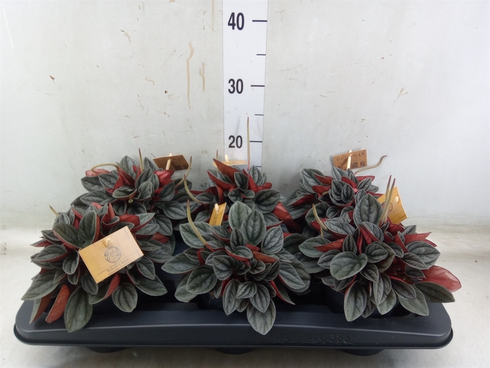 <h4>Peperomia caperata 'Santorini'</h4>