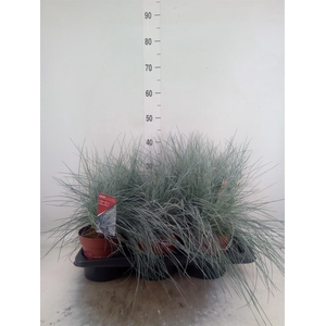 Festuca glauca 'Intens Blue'