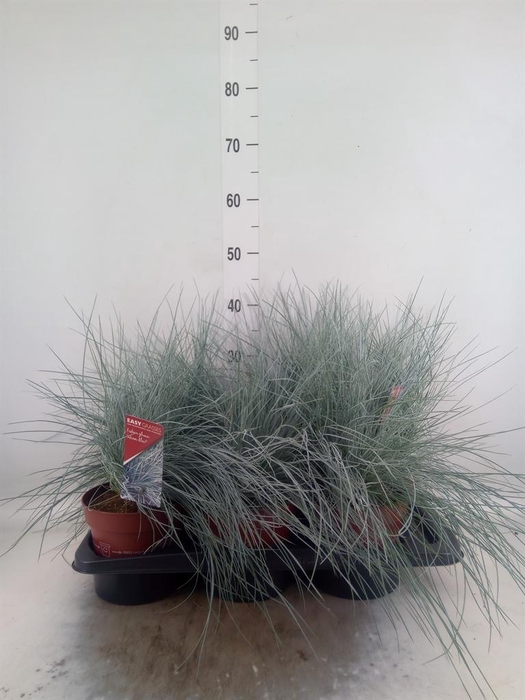 <h4>Festuca glauca 'Intens Blue'</h4>