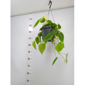 Philodendron scand.