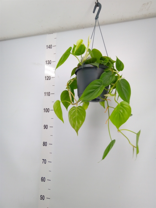 <h4>Philodendron scand.</h4>