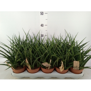 Sansevieria  'Fernwood'