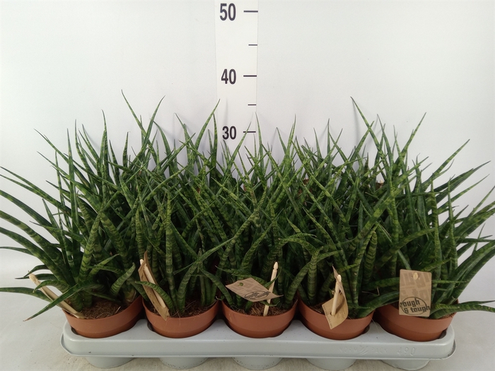 <h4>Sansevieria  'Fernwood'</h4>