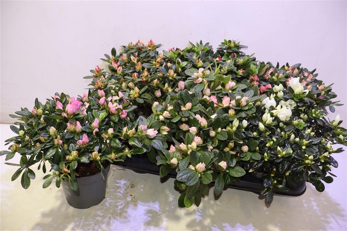 <h4>arr8 Rhodo Si Gem</h4>