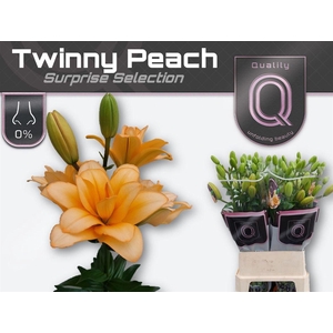 Li La Twinny Peach