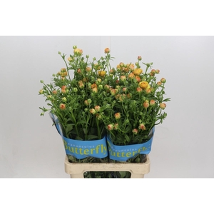 Ranunculus Butterfly Vestalis