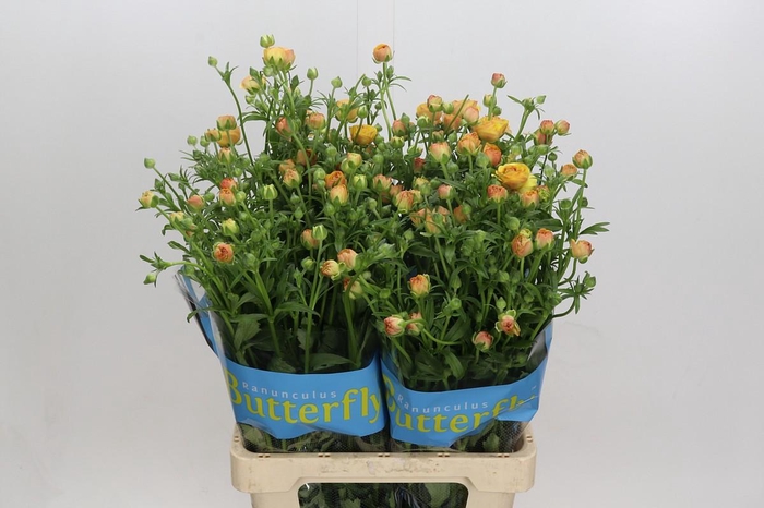 <h4>Ranunculus Butterfly Vestalis</h4>