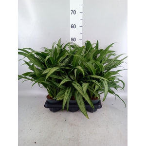 Aglaonema KB 'Cutlass'