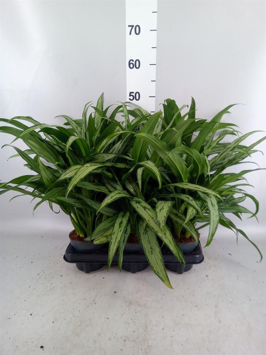 <h4>Aglaonema KB 'Cutlass'</h4>