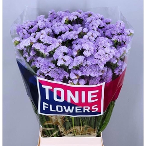 LIMONIUM SINUATUM 'DONAU BIRDS'