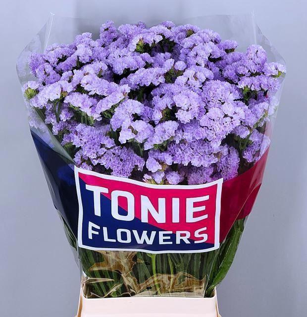 <h4>LIMONIUM SINUATUM 'DONAU BIRDS'</h4>