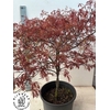 Acer Pa Garnet