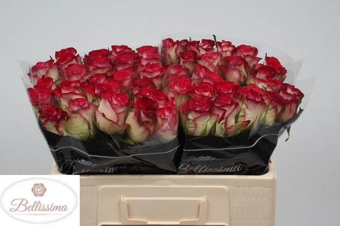 <h4>R GR CARICE!</h4>