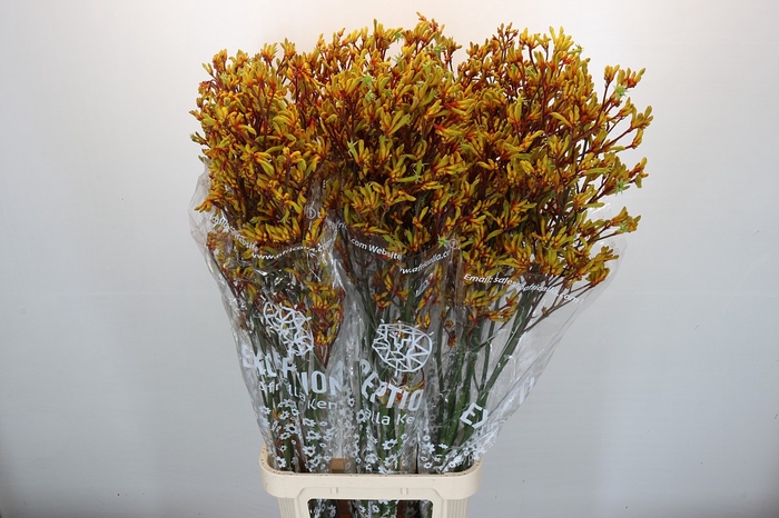 <h4>Anigozanthos Gold Fever</h4>