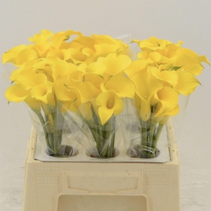 Calla Gold Medal