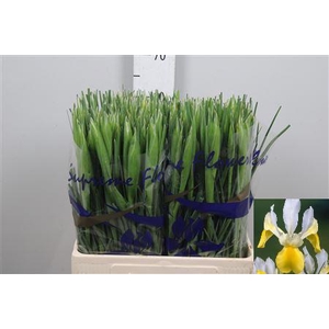 Iris Apollo