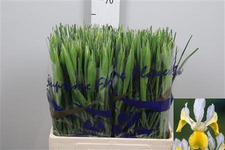 <h4>Iris Apollo</h4>