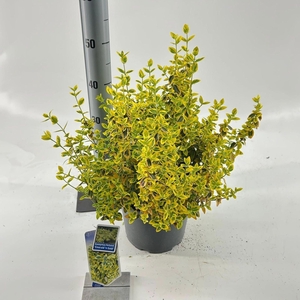 Euonymus fortunei Emerald n Gold