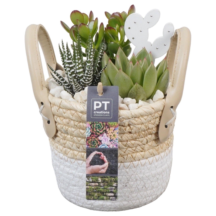 <h4>PTSU8494 Arrangement Succulenten in rieten mand</h4>