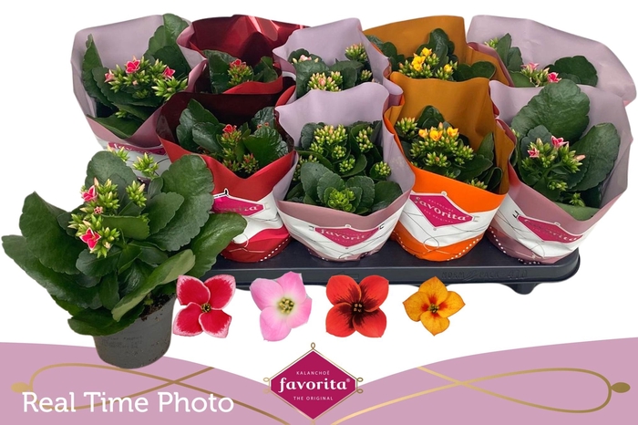 <h4>KAL EN GEM 4 KL</h4>