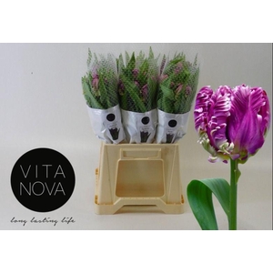 TU PA MYSTERIOUS PAR