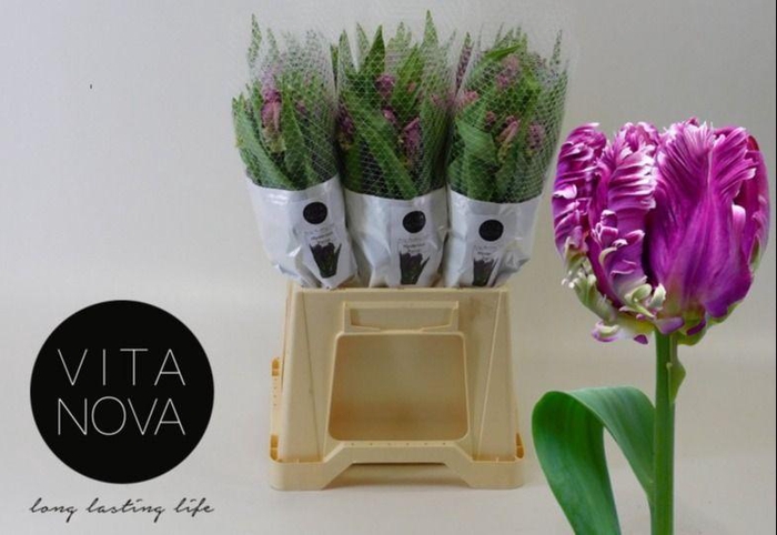 <h4>TU PA MYSTERIOUS PAR</h4>