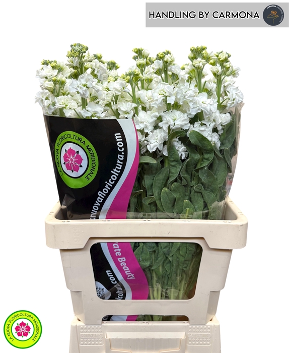 <h4>MATTH IRON WHITE</h4>