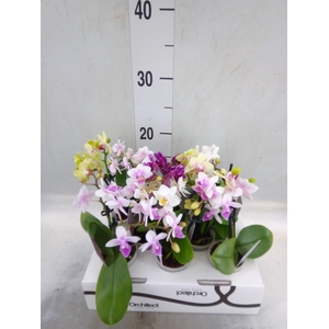Phalaenopsis   ...mini