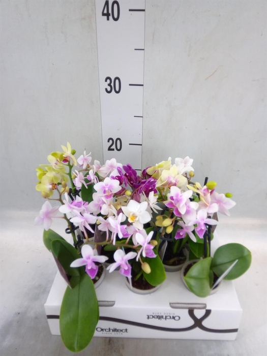 <h4>Phalaenopsis   ...mini</h4>