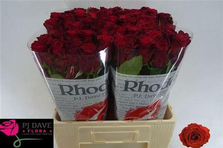 <h4>R Gr Rhodos</h4>