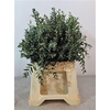 Euc Parvifolia Kort Afrika 50 Cm