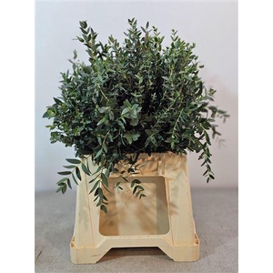 Euc Parvifolia Kort Afrika 50 Cm