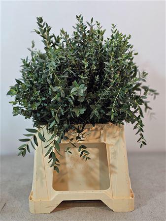 <h4>Euc Parvifolia Kort Afrika 50 Cm</h4>