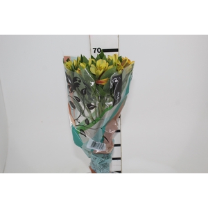 ALSTROEMERIA CARIBBEAN 070 CM