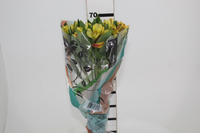 <h4>ALSTROEMERIA CARIBBEAN 070 CM</h4>