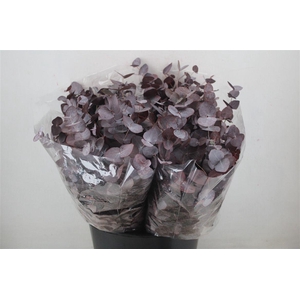 Euca Cinerea Short Red Abs 150gr P Bunch