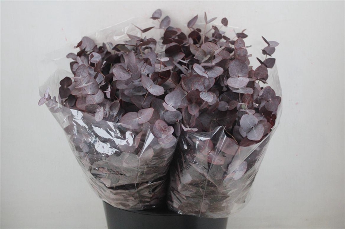 <h4>Euca Cinerea Short Red Abs 150gr P Bunch</h4>