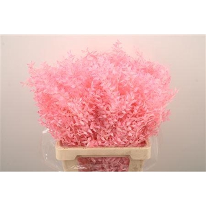 Ruscus. Light Pink Per Stem