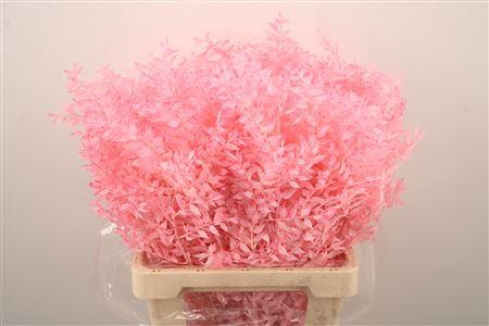 <h4>Ruscus. Light Pink Per Stem</h4>