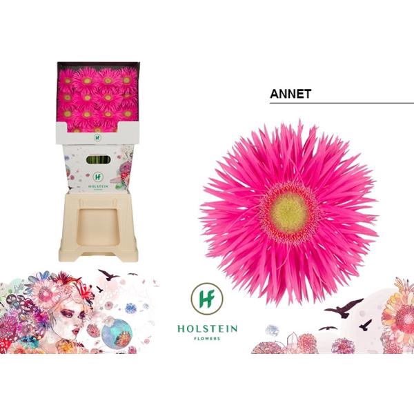 <h4>Ge Gr Spider Annet Diamond Holstein</h4>