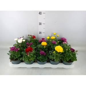 Ranunculus  'Sprinkles'